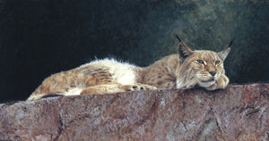 Northern Lynx wildlife art print big cat animal art artist Jacqueline Gaylard