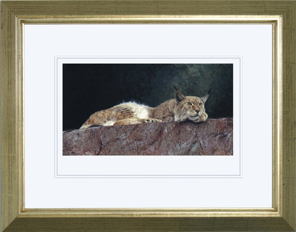 Northern Lynx wildlife art print framed animal art artist Jacqueline Gaylard