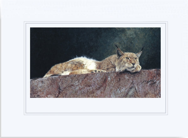 Northern Lynx wildlife art print mounted animal art artist Jacqueline Gaylard