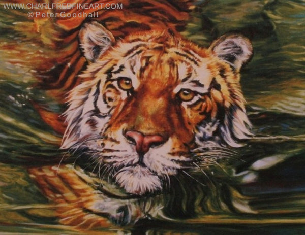 Golden Eyes Tiger animal art print of a Tiger swimming in water.
