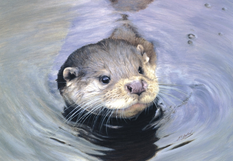 Quick Dip otter wildlife art print animal art artist Jacqueline Gaylard