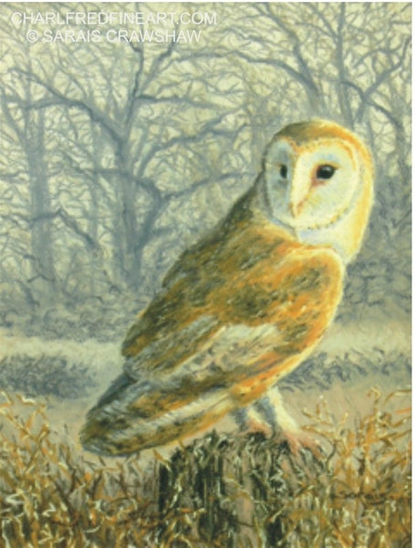 'Hunter At Dusk' Barn Owl Pastel bird painting by Sarais Crawshaw.