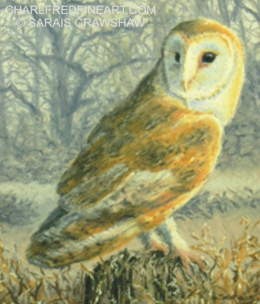 'Hunter At Dusk' Barn Owl Pastel bird painting detail by Animal artist Sarais Crawshaw.