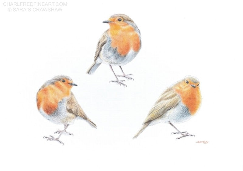 Keeping an Eye on You Robin bird colour pencil drawing. Animal art painting by Sarais Crawshaw.