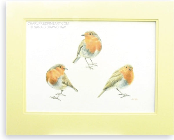 Keeping an Eye on You, Robin bird colour pencil drawing (mounted). Animal art painting by Sarais Crawshaw.