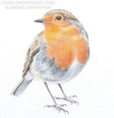 Keeping An Eye On You- Robin bird colour pencil drawing. Animal art by Sarais Crawshaw.