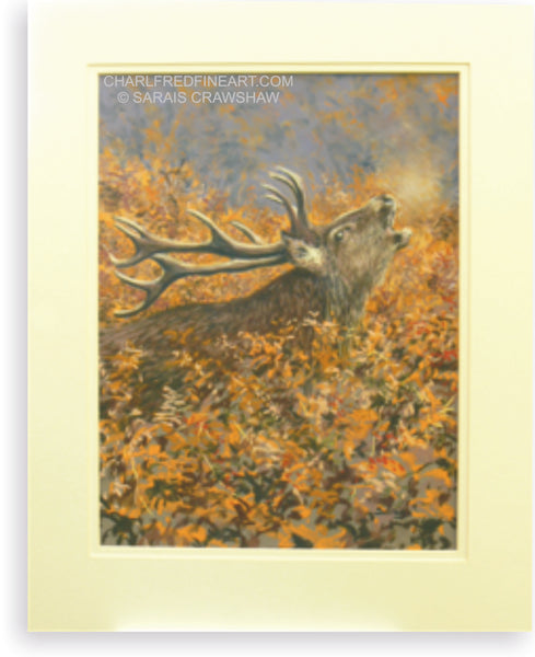 The Challenge Red Deer Stag mounted animal art painting by Sarais Crawshaw