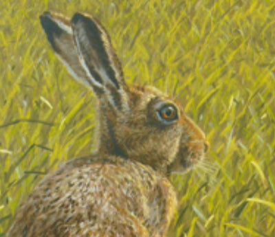 Watchful Brown Hare animal art pastel painting detail by Sarais Crawshaw