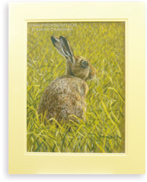'Watchful' Brown Hare - Pastel Painting
