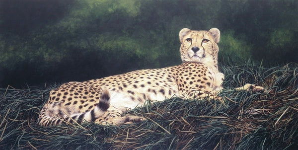 The Distraction Cheetah big cat art print animal art artist Jacqueline Gaylard
