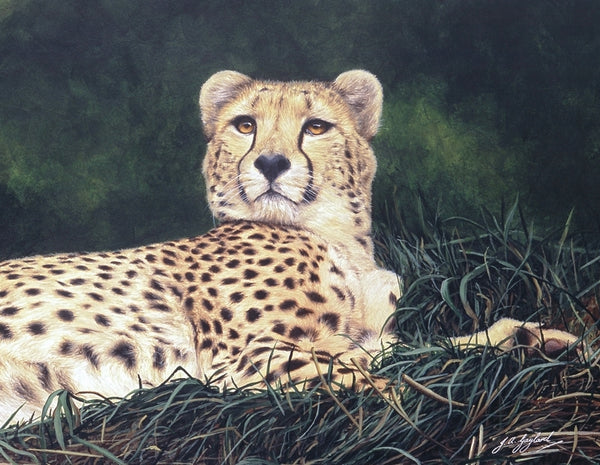 The Distraction Cheetah big cat art print detail animal art artist J. Gaylard