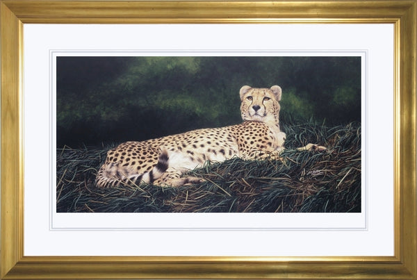 The Distraction Cheetah big cat art print framed animal art artist J. Gaylard