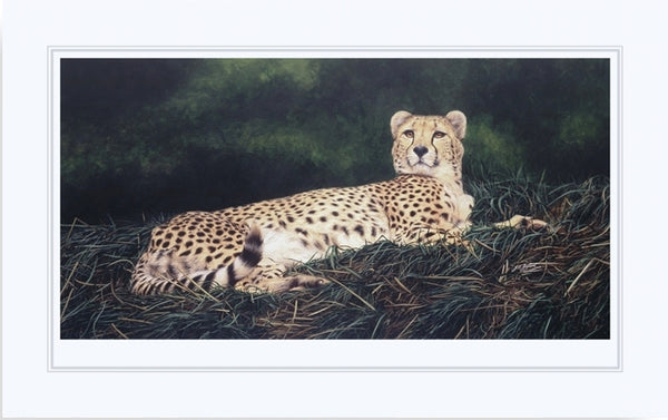 The Distraction Cheetah big cat art print mounted animal art artist Jacqueline Gaylard