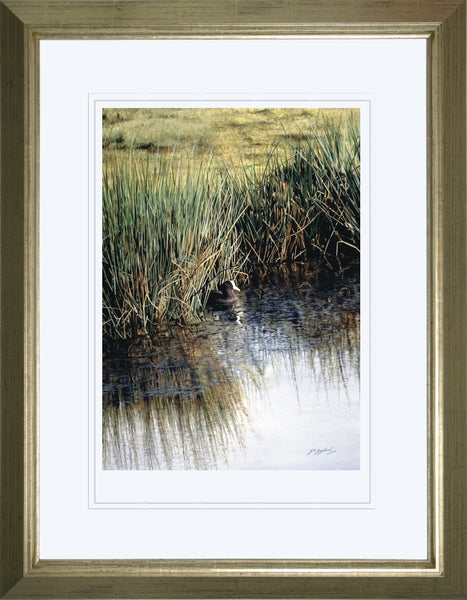 The New Day Coot bird wildlife art print framed animal art artist J. Gaylard