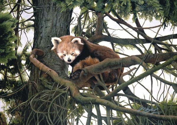 Watching red panda wildlife art print animal art artist Jacqueline Gaylard