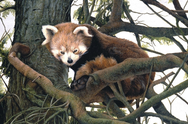 Watching red panda wildlife art print detail animal art artist Jacqueline Gaylard