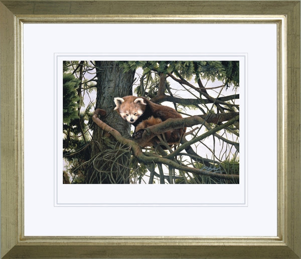 Watching red panda wildlife art print framed animal art artist J. Gaylard