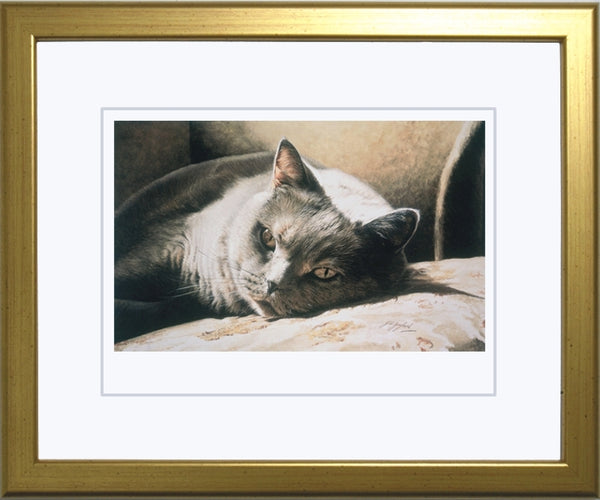 A Place In The Sun British Shorthair Blue Cream Cat Art Print framed artist J. Gaylard.