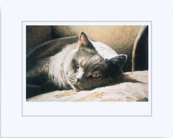 A Place In The Sun British Shorthair Blue Cream Cat Art Print mounted Jacqueline Gaylard.