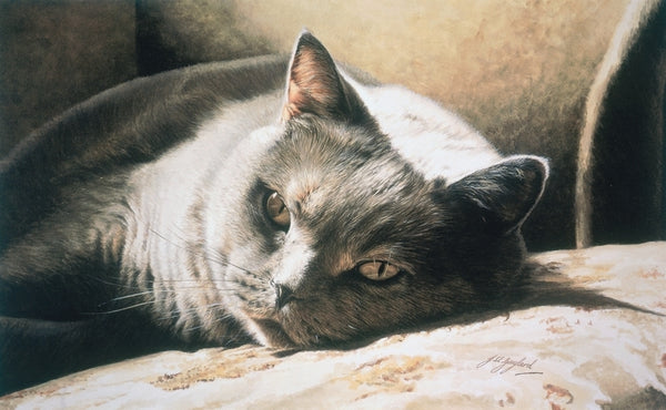 A Place In The Sun British Shorthair Blue Cream Cat Art Print artist Jacqueline Gaylard.