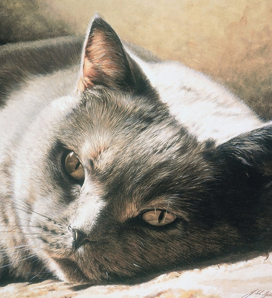 A Place In The Sun British Shorthair Blue Cream Cat Art Print detail Jacqueline Gaylard.