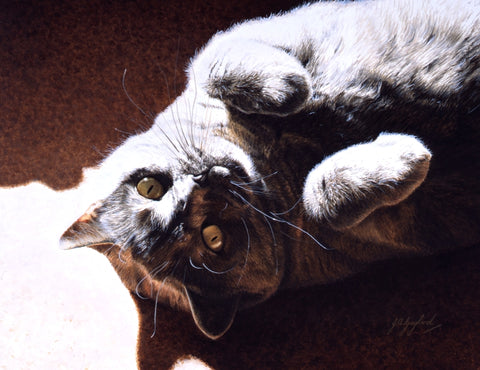 A Ray Of Sunshine British Shorthair Blue Cream cat art J. Gaylard.
