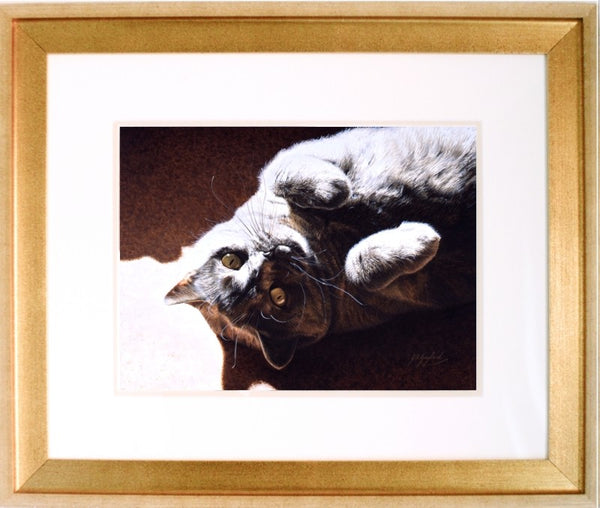A Ray Of Sunshine British Shorthair Blue Cream cat art by Animal artist J. Gaylard.