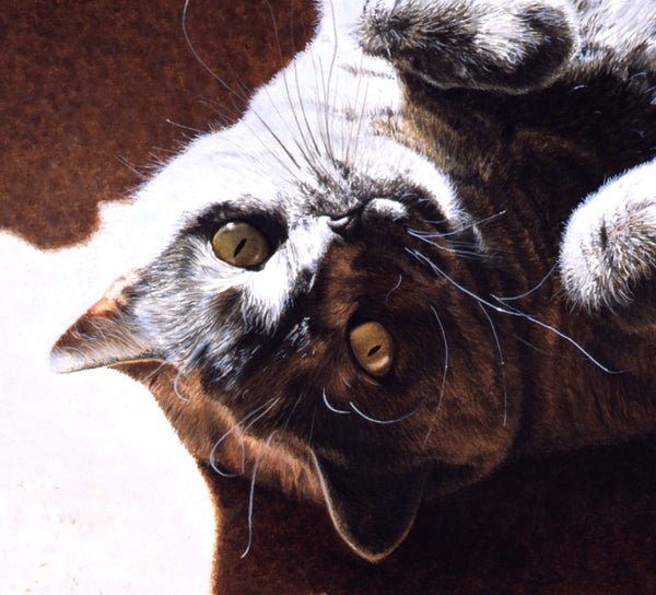 A Ray Of Sunshine British Shorthair Blue Cream cat artist J. Gaylard.
