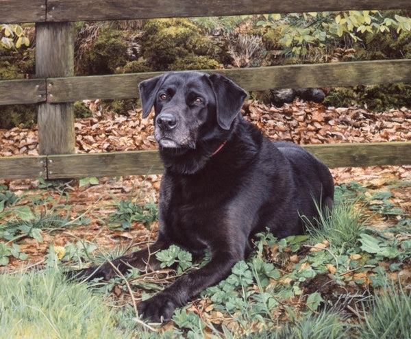 Autumn Days Black Labrador dog animal art painting artist Jacqueline Gaylard.