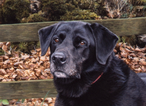Autumn Days Black Labrador dog animal art detailed by Jacqueline Gaylard.