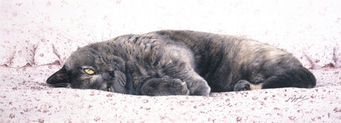 Chintz British Shorthair Blue Cream grey cat art print, artist J. Gaylard.