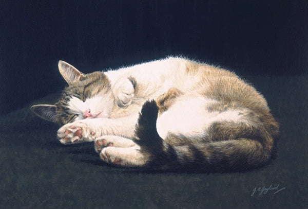 Dreaming tabby cat art print, artist Jacqueline Gaylard.