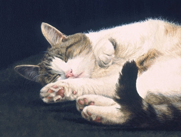 Dreaming tabby cat art print detail, animal artist Jacqueline Gaylard.