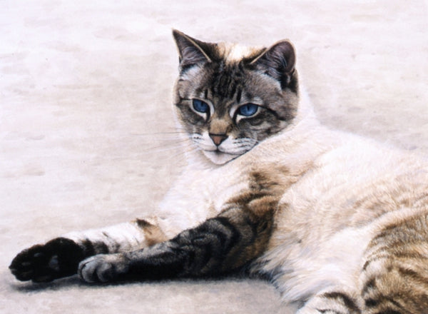Interlude siamese-persian cat animal art painting, artist Jacqueline Gaylard.