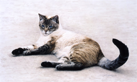 Interlude siamese-persian cat art acrylic painting, artist Jacqueline Gaylard.