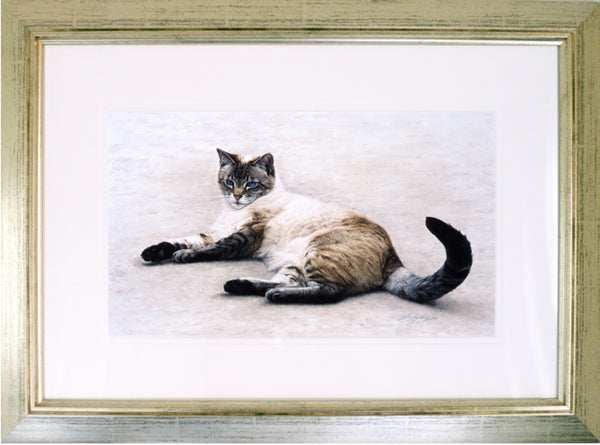Interlude siamese-persian cat framed animal art painting, artist Jacqueline Gaylard.