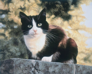 Jess black and white tuxedo cat art print, artist Jacqueline Gaylard.