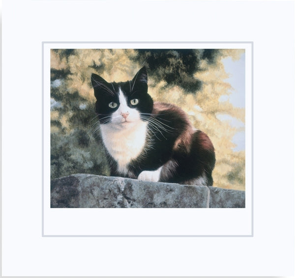 Jess black and white tuxedo cat art print mounted, animal artist Jacqueline Gaylard.