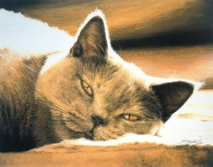 Pure Bliss British Shorthair Blue Cream grey cat art print, animal art by J. Gaylard.