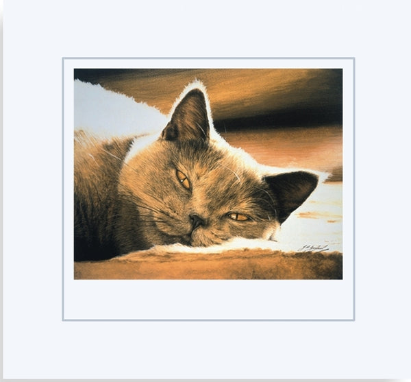 Pure Bliss British Shorthair Blue Cream grey cat art print mounted, by J. Gaylard.
