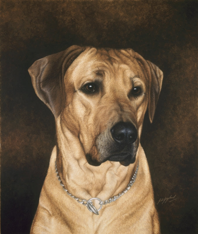 Rhodesian Ridgeback dog animal art painting, artist Jacqueline Gaylard