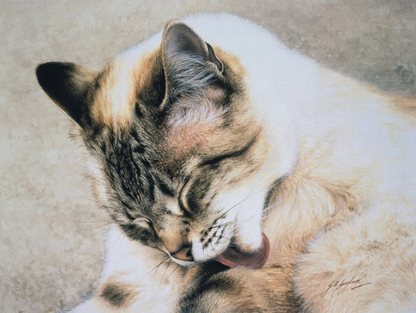 Tosca Siamese Persian cat art print, animal artist Jacqueline Gaylard.