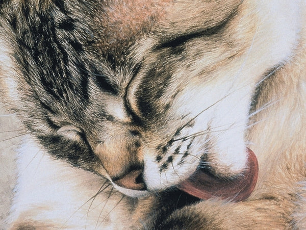 Tosca Siamese Persian cat art print detail, artist Jacqueline Gaylard.