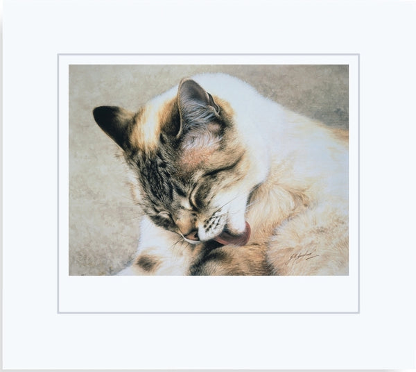 Tosca Siamese Persian cat art print, mounted, artist Jacqueline Gaylard.