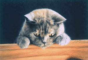 What's New British Shorthair Blue Cream grey cat art print by Jacqueline Gaylard.
