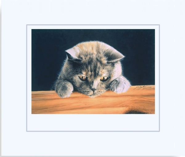 What's New British Shorthair Blue Cream grey cat art print mounted, animal art by J. Gaylard.