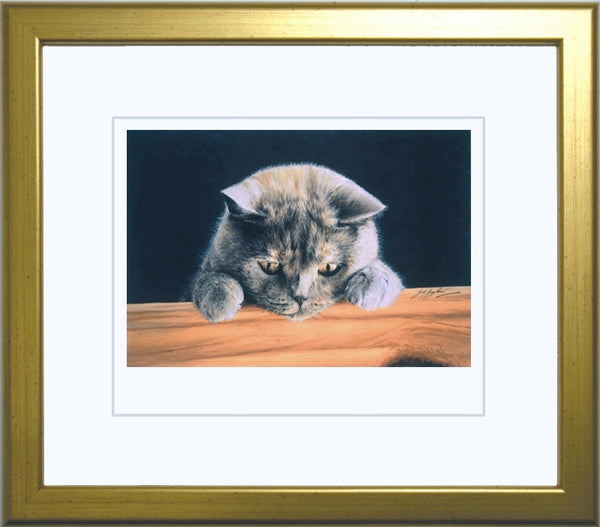 What's New British Shorthair Blue Cream grey cat art print framed Jacqueline Gaylard.